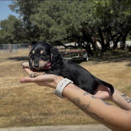 Black and Cream Longhair Female (smaller) - Black and cream female Dachshund puppy in Killeen, Texas from Southern Dachshunds