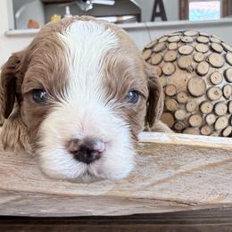 Boy 1 - Cream male Cavapoo puppy in Bloomfield, Iowa from Schooley Doodles
