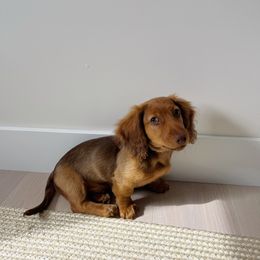 Dachshund Puppies from Ella's Mini Long Haired Dachshunds