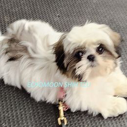 Asteric - Shih Tzu