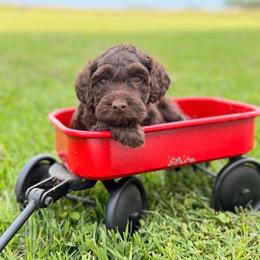 Buck- White - Brown and white male Aussiedoodle puppy in West Monroe, Louisiana from Diamond M Poodles and Doodles