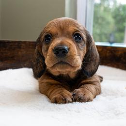 Jessie - Red female Dachshund puppy in Deville, Louisiana from Little Wire Wonders of Louisiana