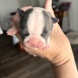 Pixie's blue girl - Blue female Boston Terrier puppy in Yakima, Washington from Barnett’s AKC Boston Terriers