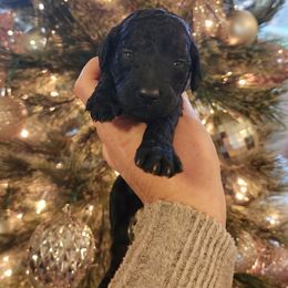 Black Dawn - Black female Goldendoodle puppy in Tazewell, Tennessee from Legacy Bostons and Goldendoodles