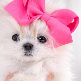 Chihuahuas, Maltese, Poodles, and Yorkshire Terriers from Natalias Tiny Puppies