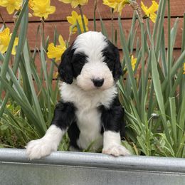 Sheepadoodle Puppies from Sunflower Family Farms