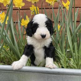 Sheepadoodle Puppies from Sunflower Family Farms