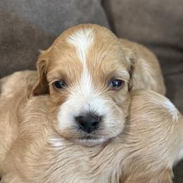 Bugel - Red and white male Cockapoo puppy in Waco, Texas from Cedar Ranch