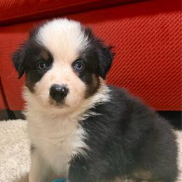 N - Black tri-color male Australian Shepherd puppy in Lynnville, Indiana from Moonlightaussies