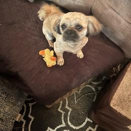 Bo - Shih Tzu
