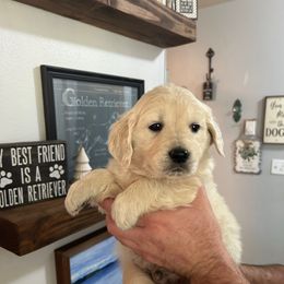 Male 4 (Green collar) - Light golden male Golden Retriever puppy in Rainier, Washington from Hanson’s NW Goldens & Doodles