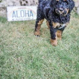 Bernedoodle Puppies from Aloha Bernedoodles of Austin