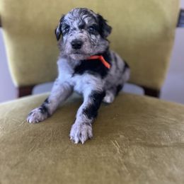 Draco Malfoy - Blue merle male Bordoodle puppy in Valley Center, California from Circle R Valley Farms