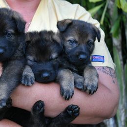 German Shepherd Puppies from Key Star German Shepherds