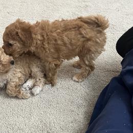 Poodle Puppies from ItalianToyPoodles