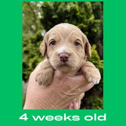 Joey - green collar - Caramel male Labradoodle puppy in Beavercreek, Oregon from Auburn Sky Labradoodles
