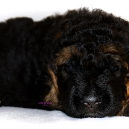 Purple BOY - Black and red male German Shepherd puppy in Alvarado, Texas from King Of Zion German Shepherds