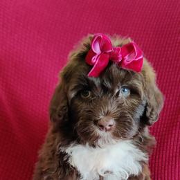 Portuguese Water Dog Puppies from Prized Family Porties