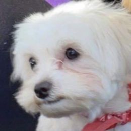 Bentley - Maltipoo