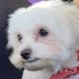 Bentley - Maltipoo