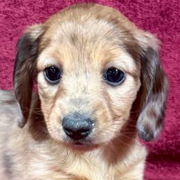 Dachshunds from Zeugin Doxies