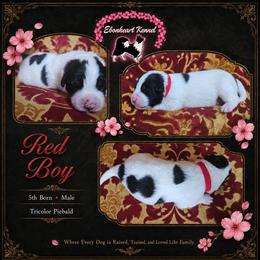 Red Boy - male Sporty Mix puppy in Algona, Iowa from Ebonheart Kennel