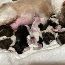 Shih Tzu Puppies from Golden Goddess Shih Tzu's