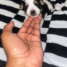 Swiper - Parti male Yorkshire Terrier puppy in Gastonia, North Carolina from Banks Dynasty Kennel
