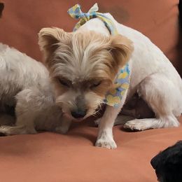 Lucy - Yorkshire Terrier