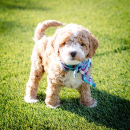 Poodle Puppies from Doodle Puppy Parti
