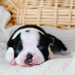 Petra - Black and white female Boston Terrier puppy in Plymouth, New Hampshire from Punk Kennels