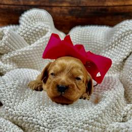 Anastasia (Ana) - Red female Cavapoo puppy in Lancaster, Missouri from Cavapoo Acres