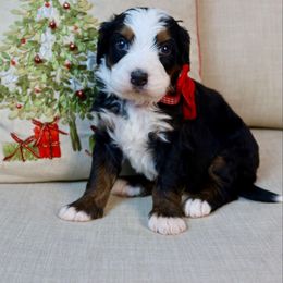 Fuller - Tri-color male Bernedoodle puppy in Murray, Utah from Sun Valley Doodles