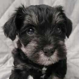 Miniature Schnauzers from Seaman's Schnauzers