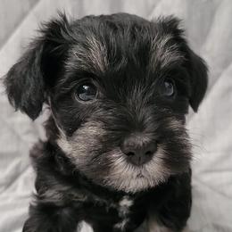 Miniature Schnauzers from Seaman's Schnauzers