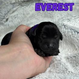 Everest - Black female Labrador Retriever puppy in Tomahawk, Wisconsin from Mahner Labs