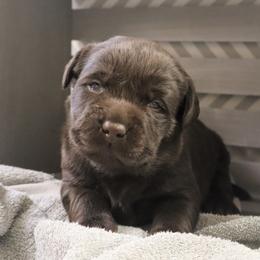 Mishief - Chocolate female Labrador Retriever puppy in Camden, Indiana from Camden's Caring Canines