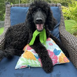 Cody (light green boy now the red white boy) - Black male Poodle puppy in Gainesville, Georgia from Rose’s Goldendoodles & Standard Poodles