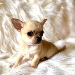Tyson - Fawn male Chihuahua puppy in Allentown, Pennsylvania from Tsunami Cockers & Chihuahuas