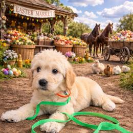 Mac - Cream male Goldendoodle puppy in Houston, Texas from Were The Mack'Doodles