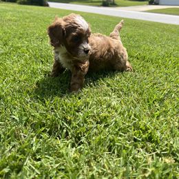 Girl 1 - Red Cavapoo puppy in Taylors, South Carolina from Hugadoodle