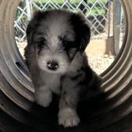 Aussiedoodle and Bernedoodle Puppies from Hickory Hideaway Doodles