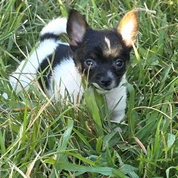 Minnie Mouse - Black and white female Companion Cross puppy in Andersonville, Tennessee from Working W Kennels