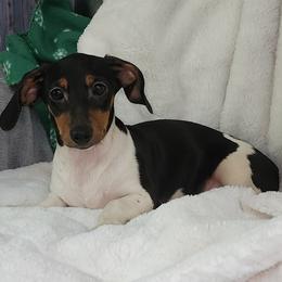 White - Piebald male Dachshund puppy in Ridge, New York from Tracy's Puppy Club