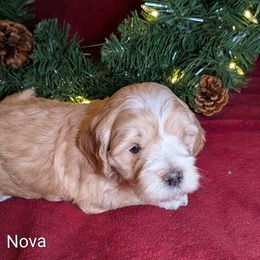 Nova Lee - Cream female Cockapoo puppy in Sunset, Louisiana from Cano Cockapoos