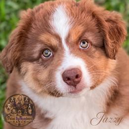 Jazzy - Red tri-color female Australian Shepherd puppy in Magee, Mississippi from Paint ByNumbers Ranch