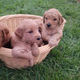 Goldendoodle Puppies from 3 Willows Goldendoodles