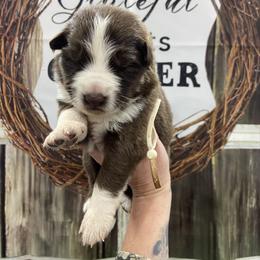 Girl 5 White collar - Panda female German Shepherd puppy in Pelham, North Carolina from P & P Shepherds