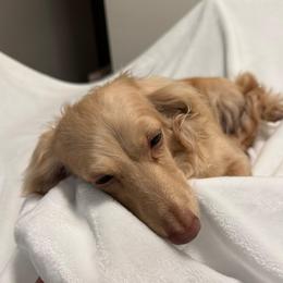 Peaches - Cream female Dachshund puppy in Santee, California from roxiesminidoxies1