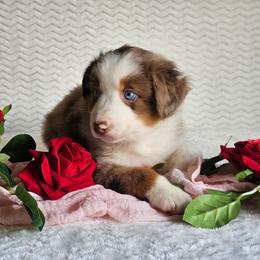 Rose - Red merle female Australian Shepherd puppy in Mountain Grove, Missouri from K Bar H Farms